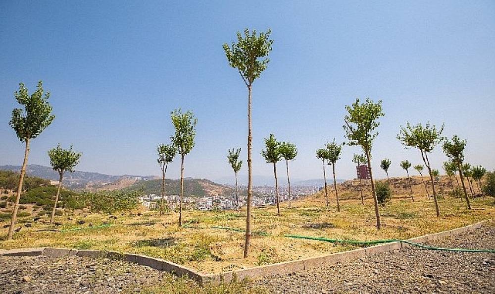 Karşıyaka'da iklim krizine karşı 95 bin ağaç toprakla buluşturuldu