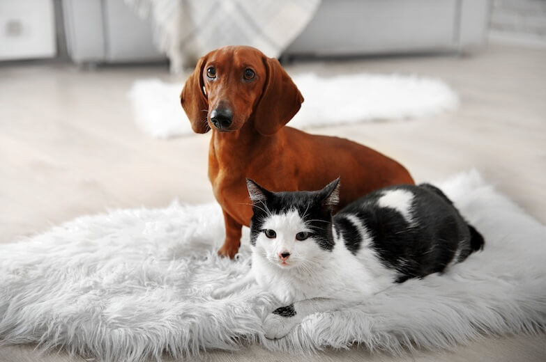 Kedi ve Köpeğinizin Sağlığını Korumak İçin Öneriler